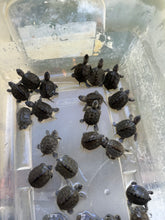Load image into Gallery viewer, Chesapeake Diamondback (Malaclemys terrapin terrapin)