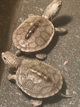 Load image into Gallery viewer, Chesapeake Diamondback (Malaclemys terrapin terrapin)