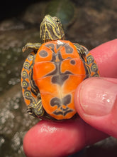 Load image into Gallery viewer, Northern Red Belly Cooter (Pseudemys Rubriventris)