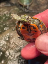 Load image into Gallery viewer, Northern Red Belly Cooter (Pseudemys Rubriventris)
