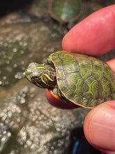Load image into Gallery viewer, Northern Red Belly Cooter (Pseudemys Rubriventris)