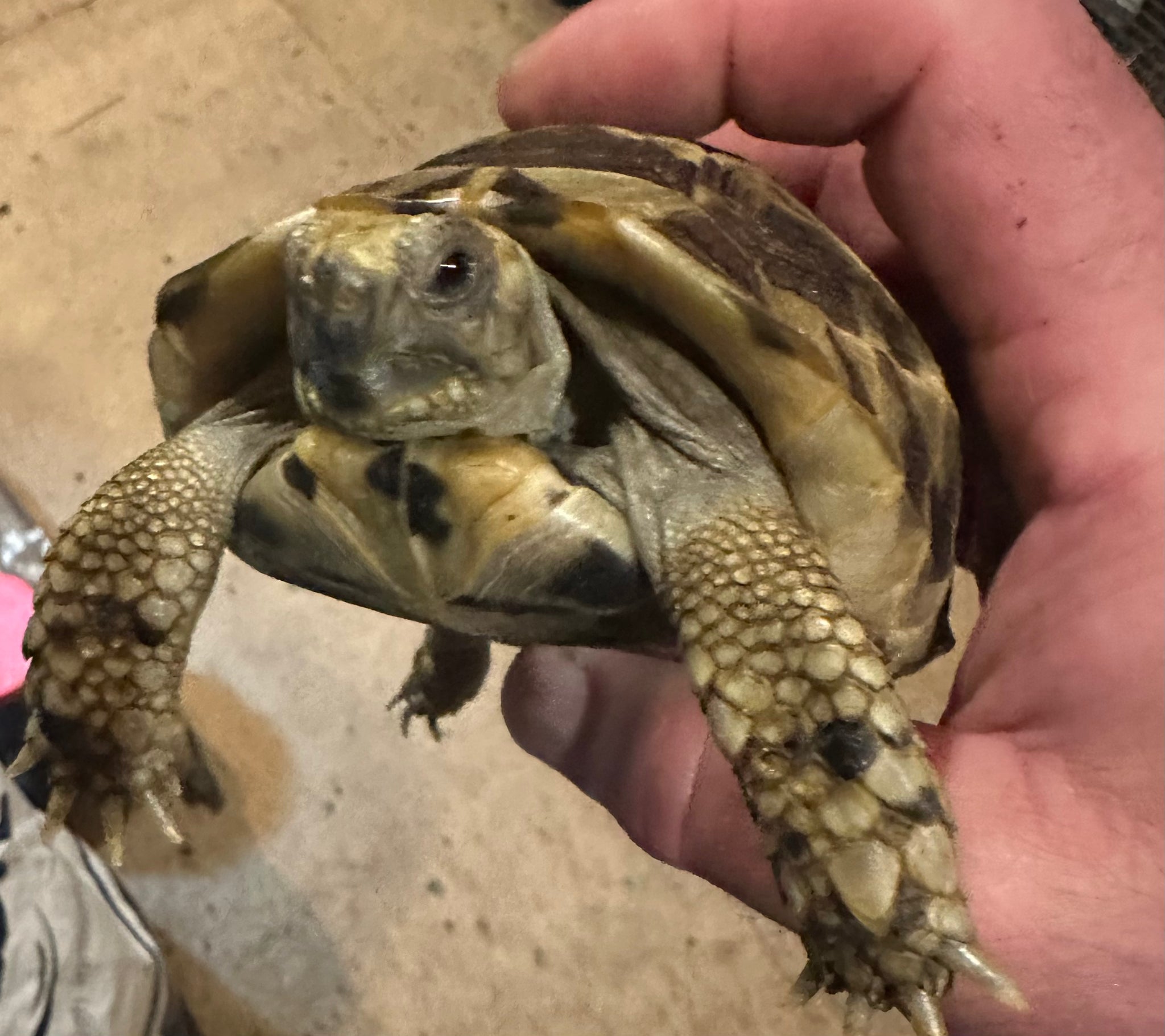 Ibera Greek tortoise – S&D Exotic Reptiles