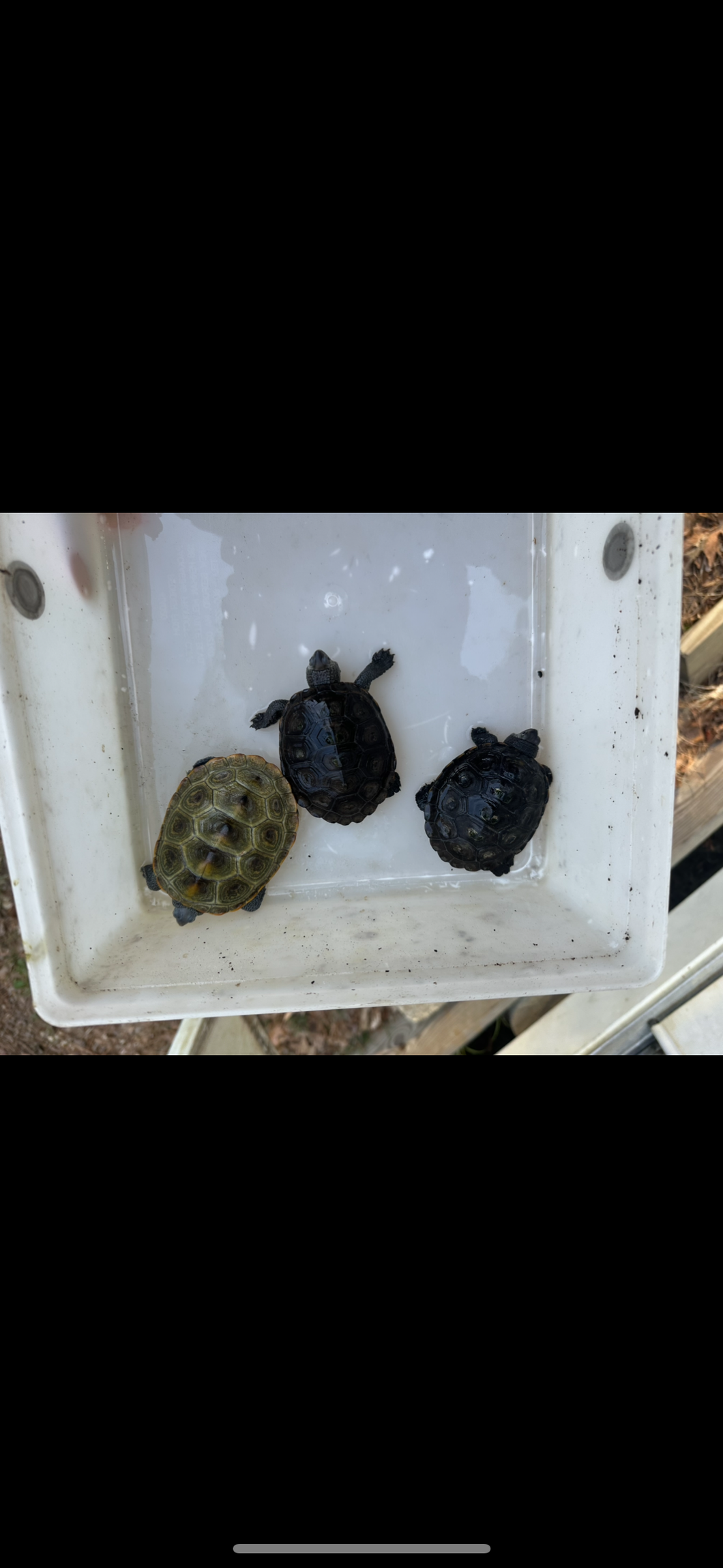 Turtle Deal Of The Week,3-2024 Northern Diamondbacks