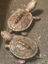 Load image into Gallery viewer, Chesapeake Diamondback (Malaclemys terrapin terrapin)
