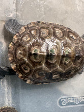 Load image into Gallery viewer, Northern diamondback Terrapin
