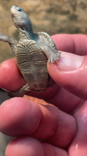 Load image into Gallery viewer, Chesapeake Diamondback (Malaclemys terrapin terrapin)
