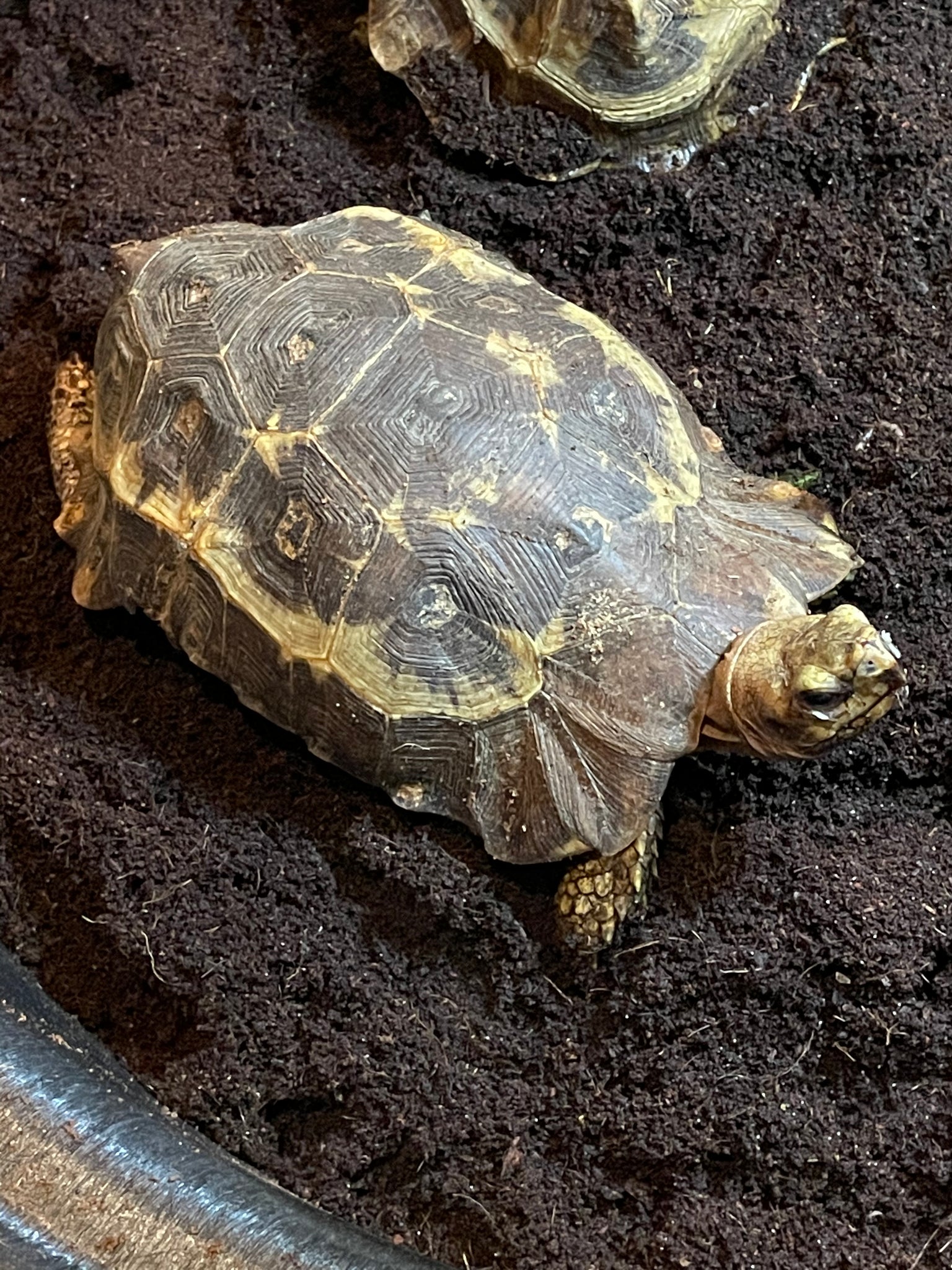 Homes Hingeback Tortoise (kinixys Homeana) – S&d Exotic Reptiles