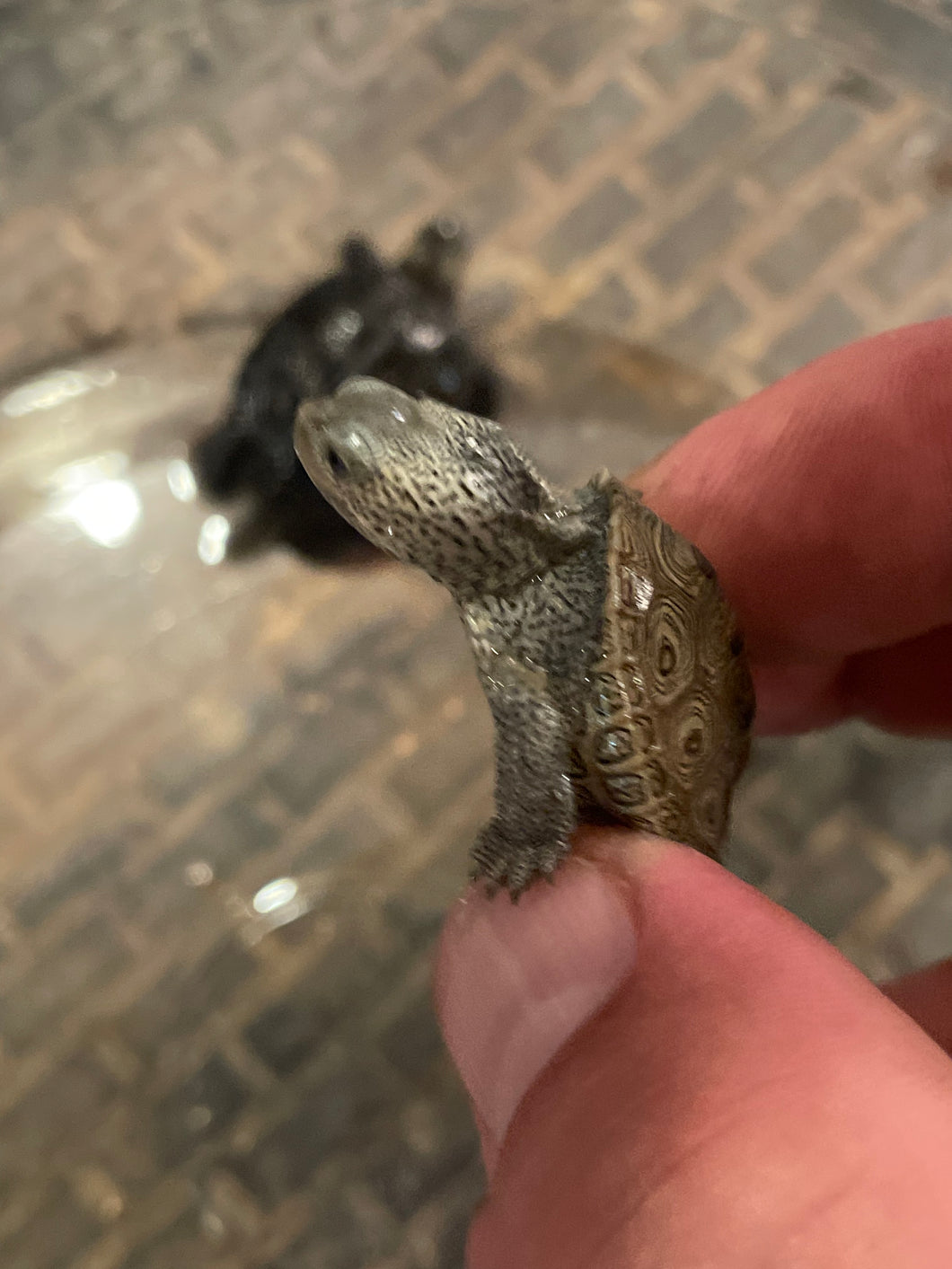 Diamondback Terrapin Price In India Centrata Diamondback Terrapins (Malaclemys terrapin centrata) – S&D
