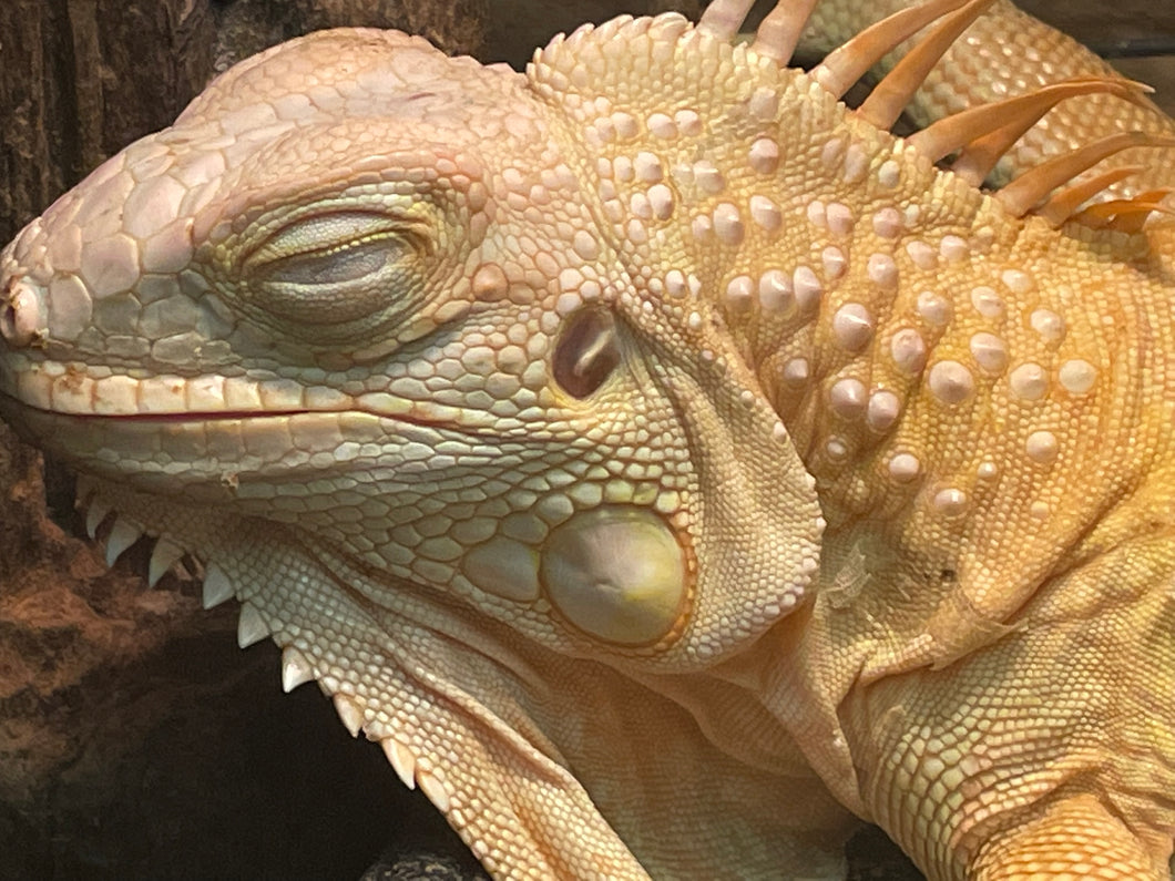 Albino Iguanas