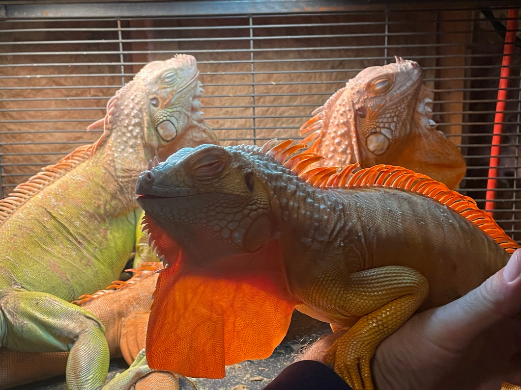 Crimson Albino Iguana