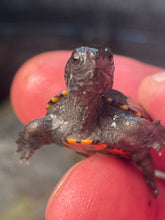 Load image into Gallery viewer, Hatchling Eastern Mud  (Kinosternon subrubrum
