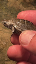 Load image into Gallery viewer, Chesapeake Diamondback (Malaclemys terrapin terrapin)
