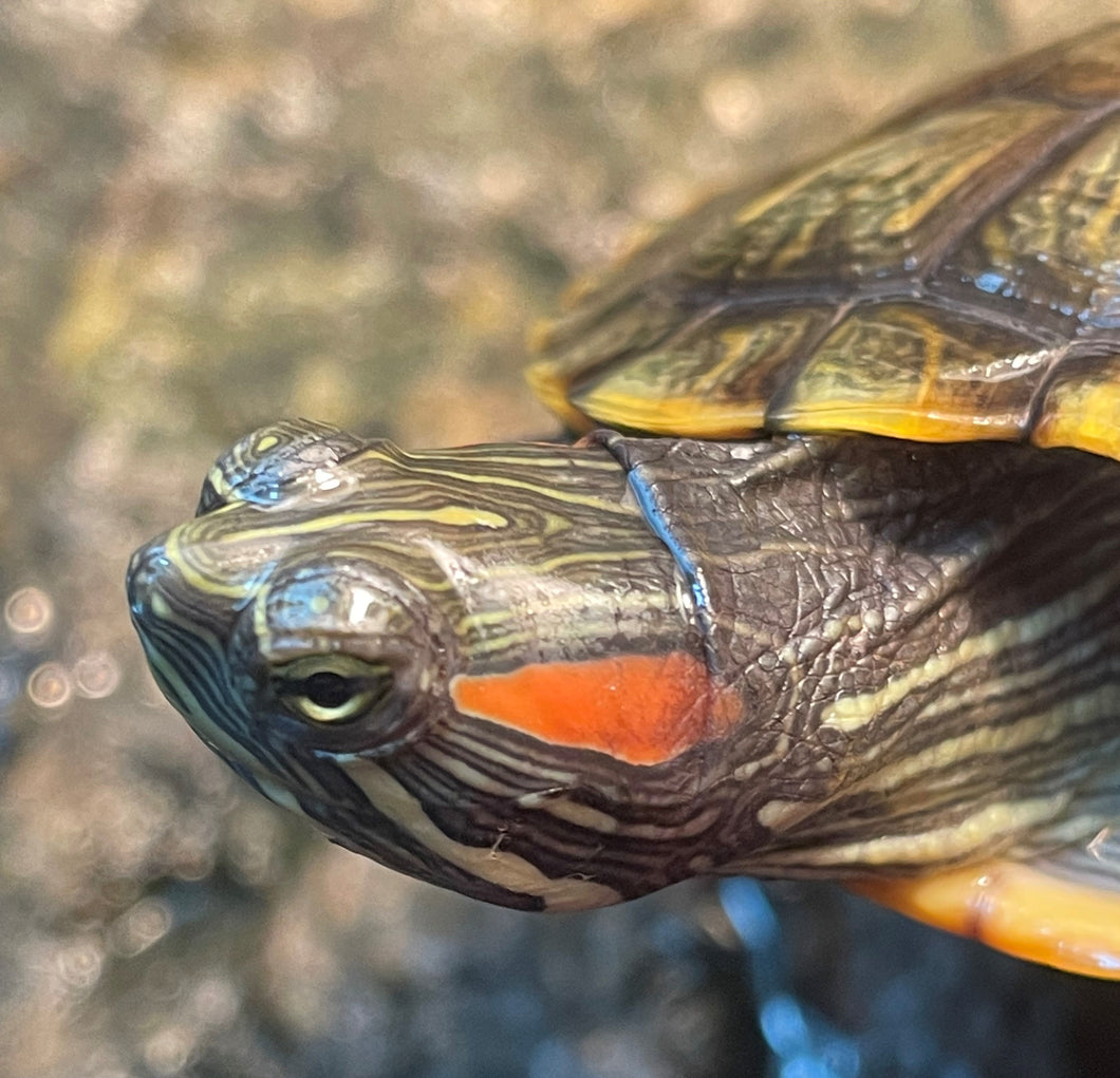 Red Ear slider (Trachemys scripta elegans)